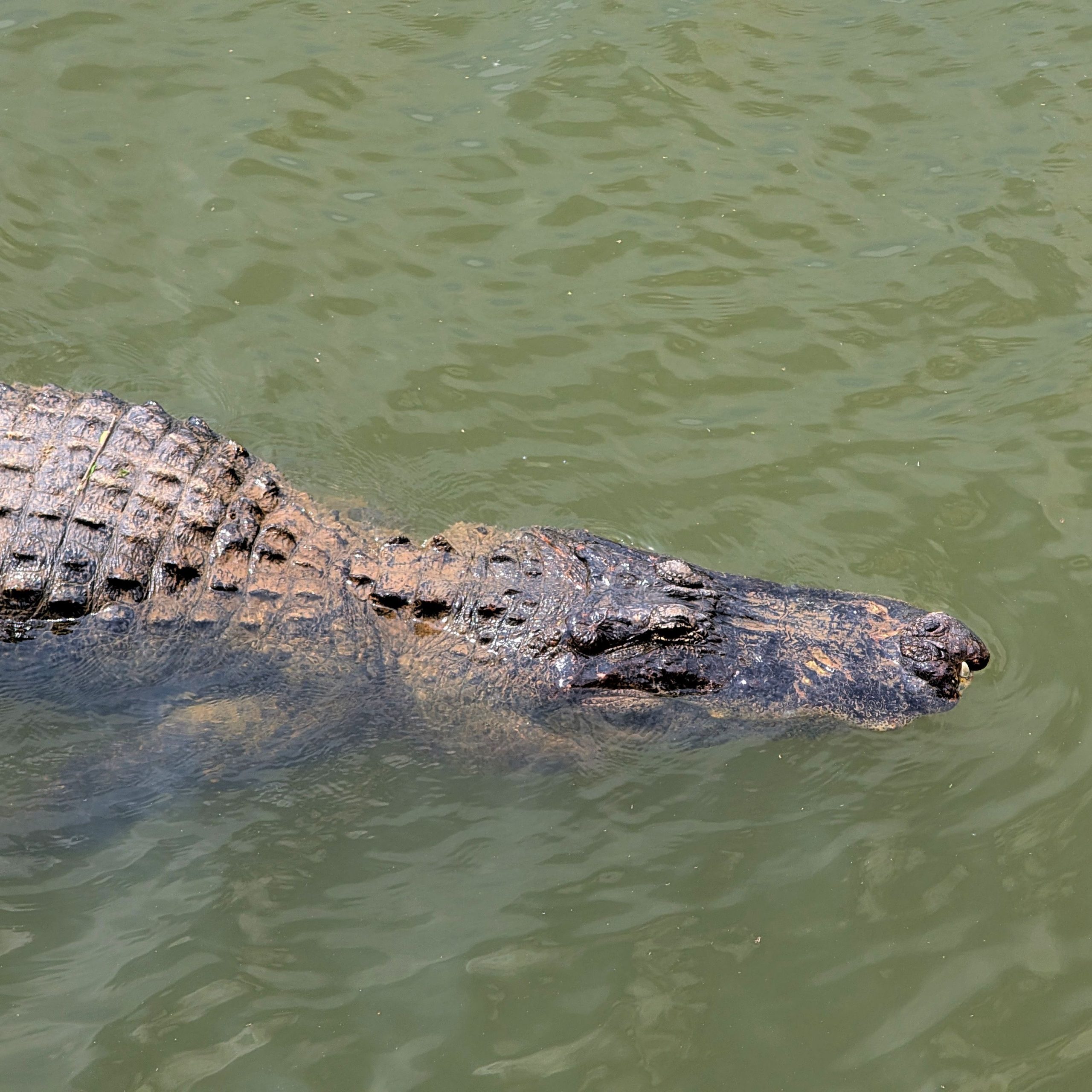 Cocodrilo