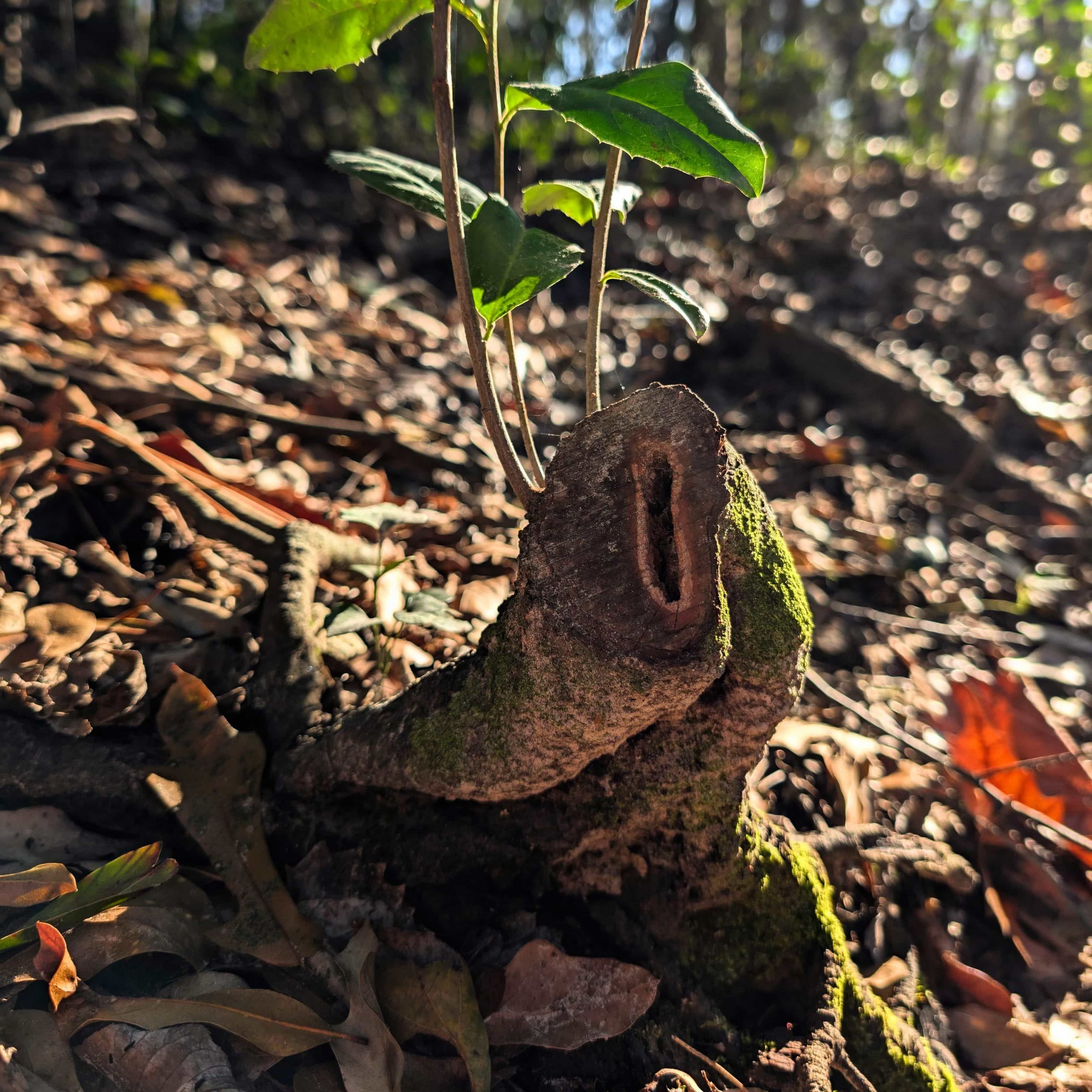 Unique Wood