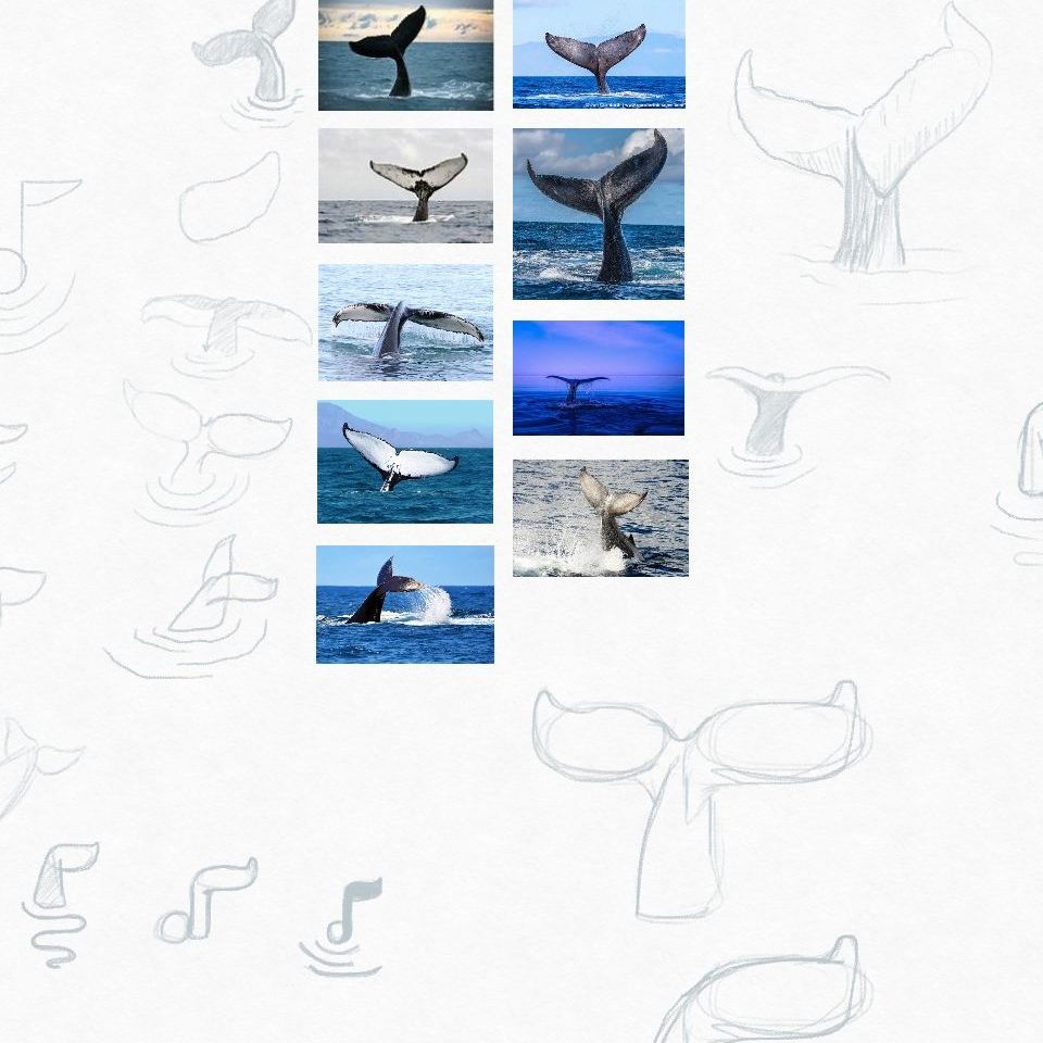 A bunch of reference images of whale tails coming out of the water and sketches next to them learning how to draw whale tails.